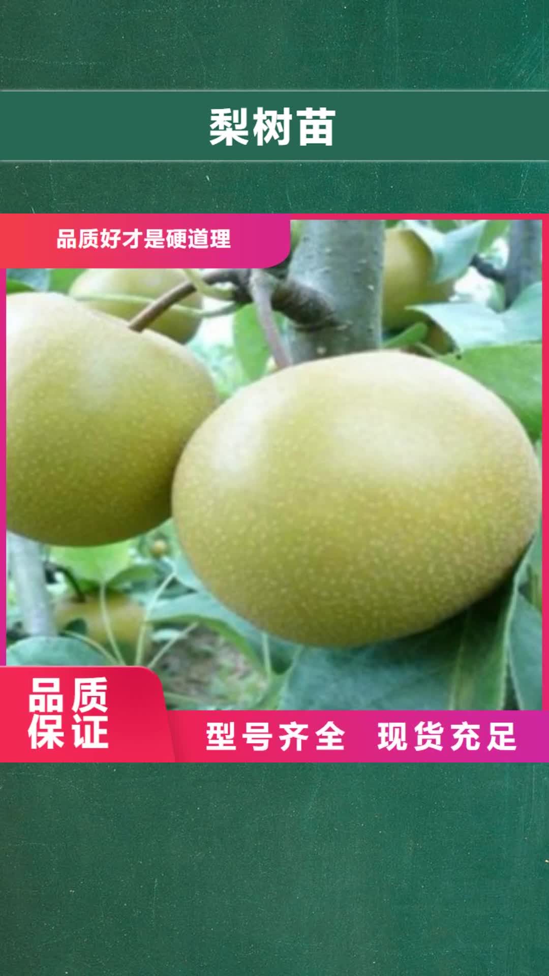 绥化 梨树苗【苹果苗】精益求精