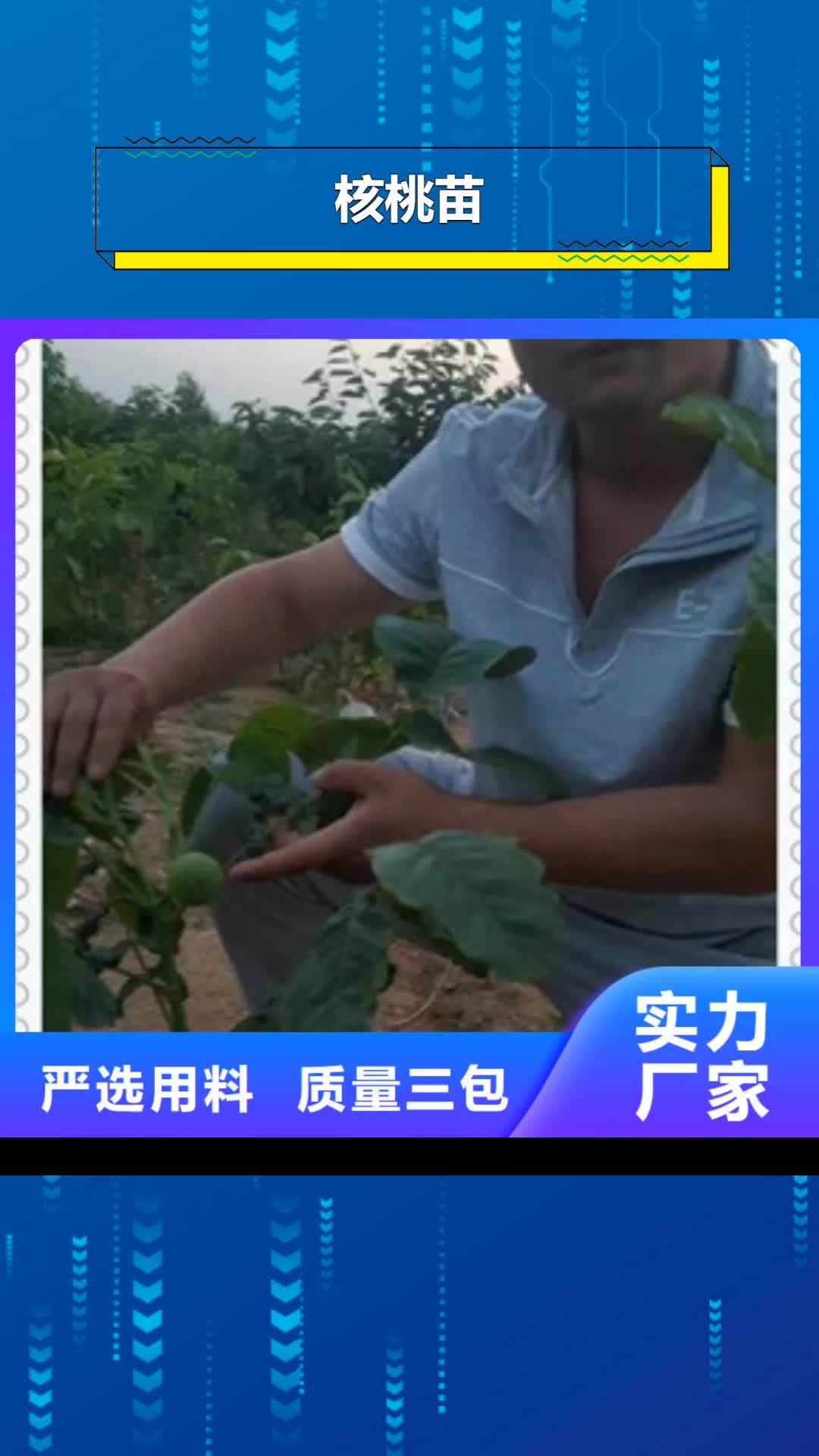 【马鞍山 核桃苗使用方法】