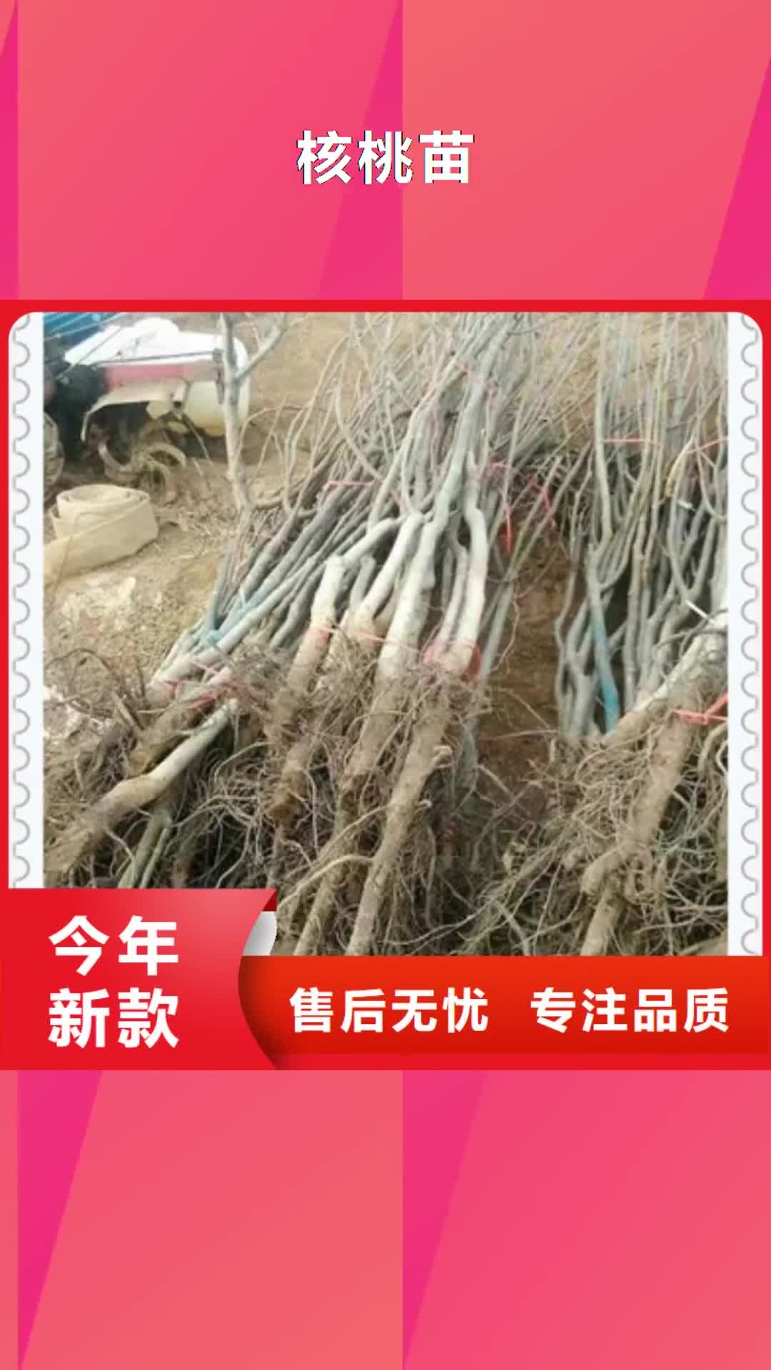 辽源 核桃苗-【蓝莓苗】为品质而生产