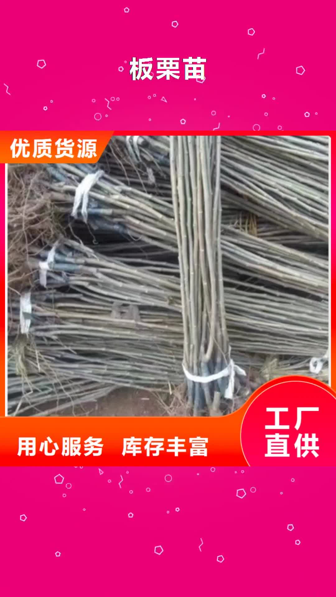 甘孜 板栗苗【花椒苗】质量看得见