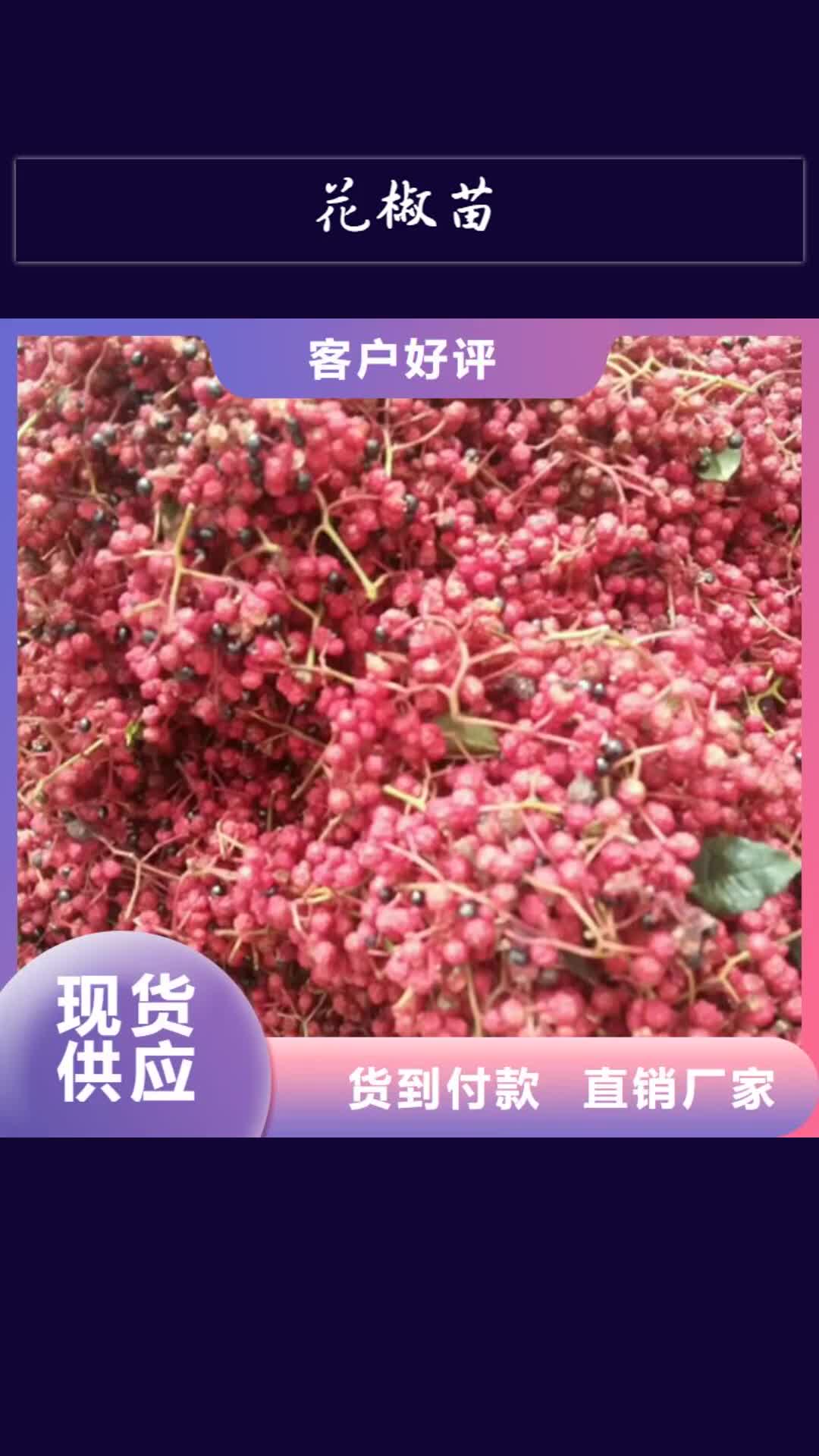 沈阳 花椒苗,【桃树苗】实地大厂