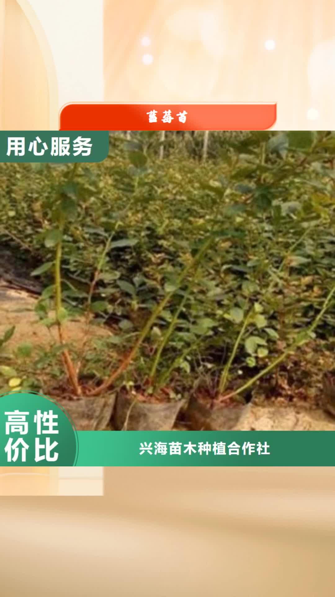 【克拉玛依 蓝莓苗_板栗苗源头工厂】