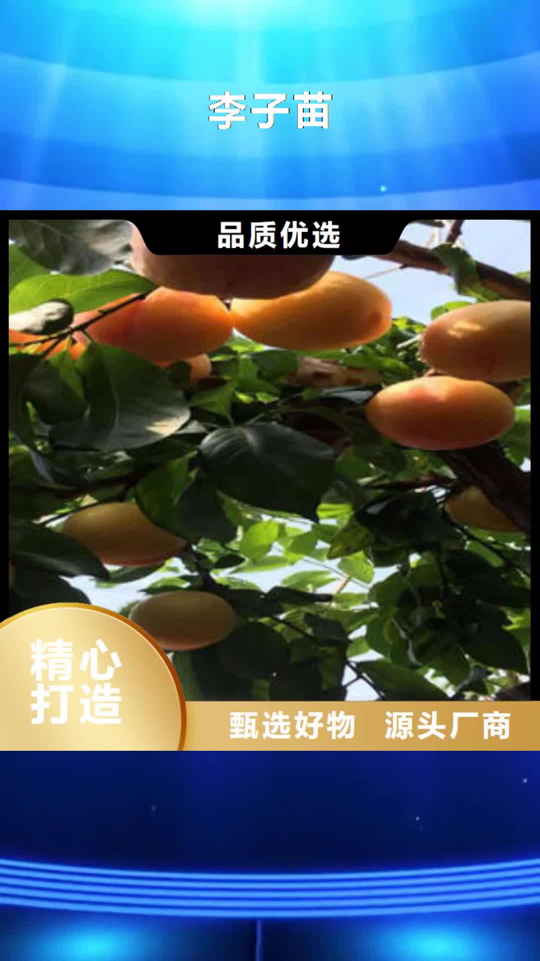 福建【李子苗】,花椒苗种类丰富