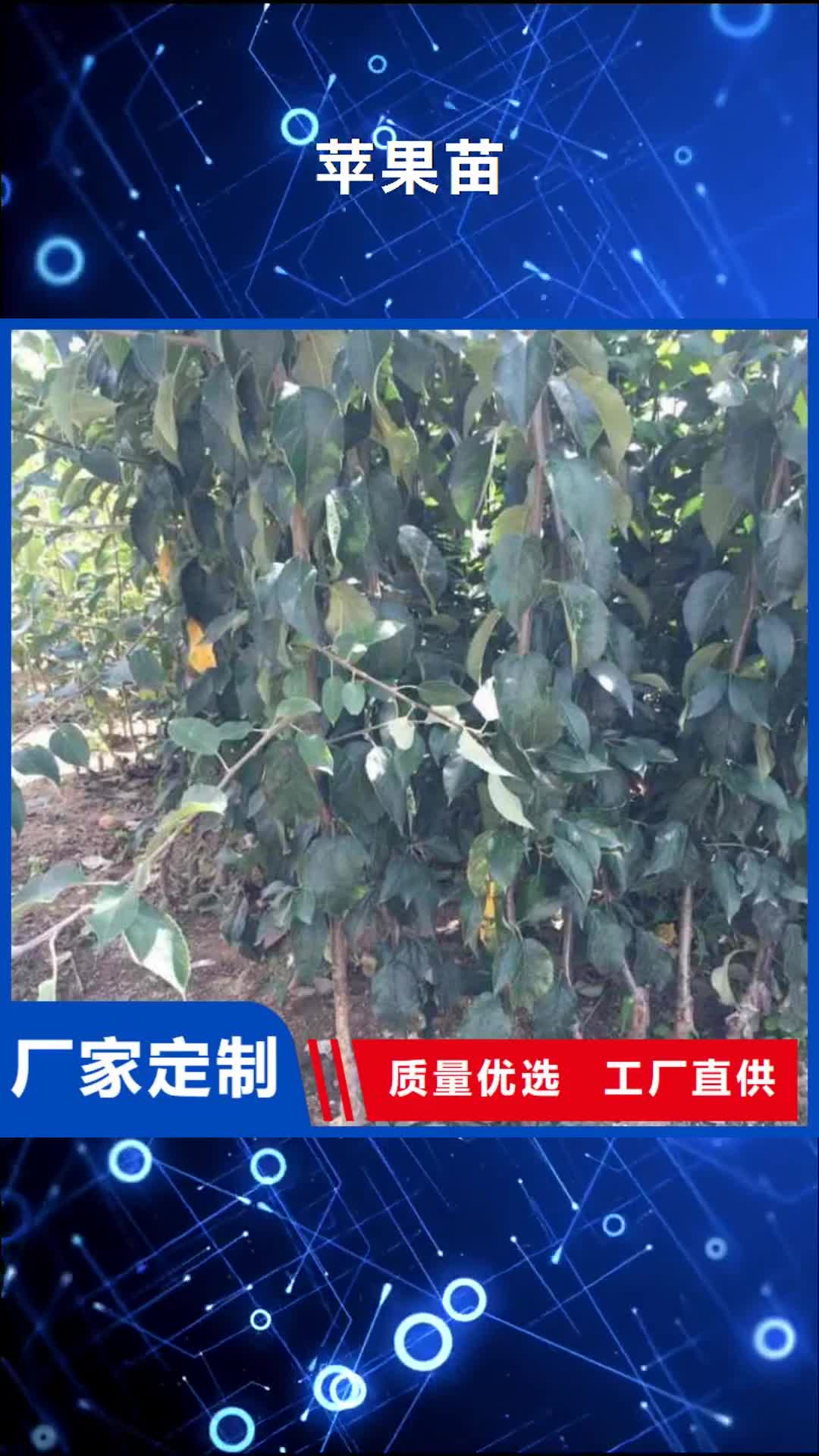 辽宁 苹果苗 【核桃苗】实体厂家