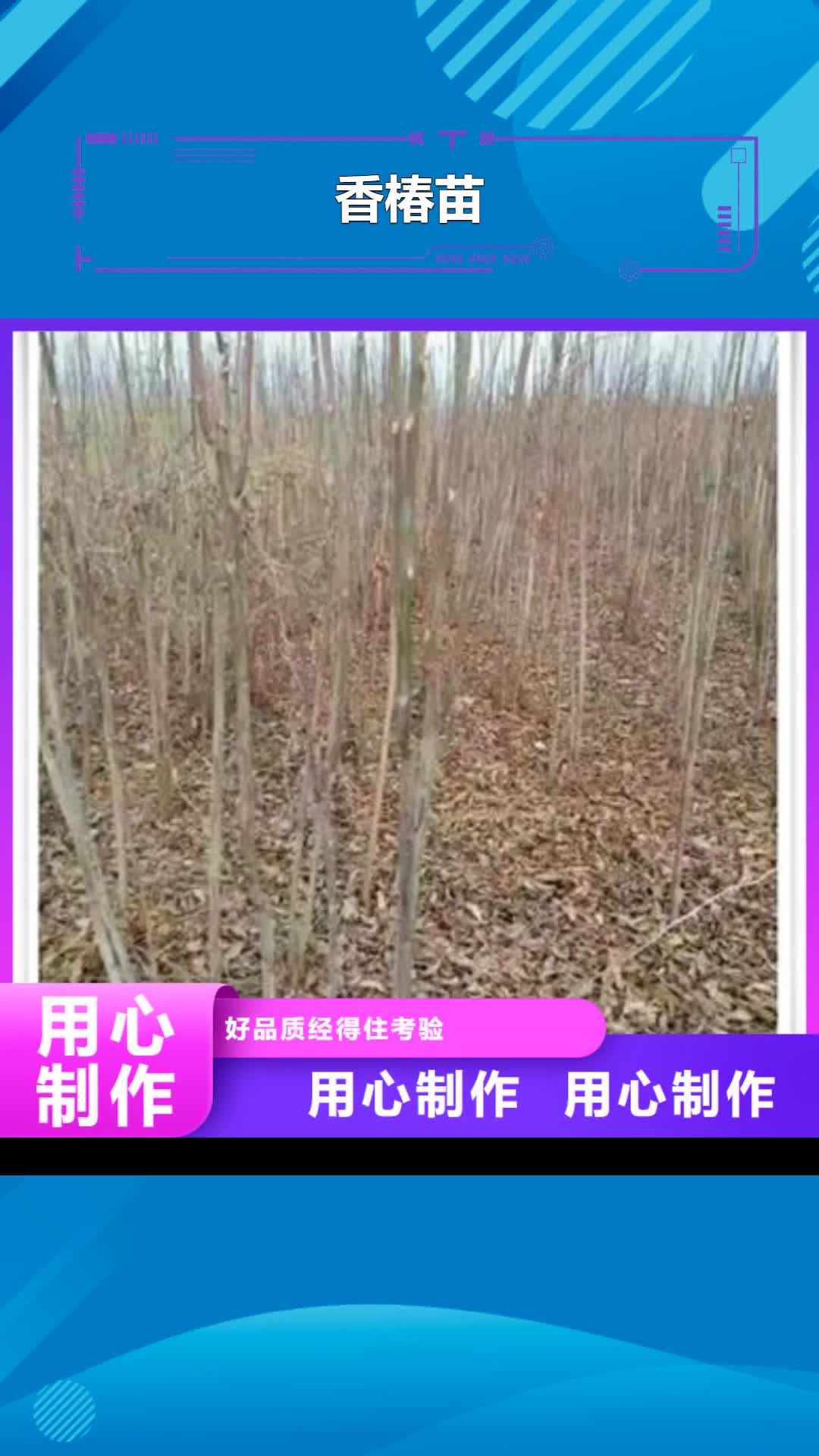 葫芦岛 香椿苗,【梨树苗】一对一为您服务