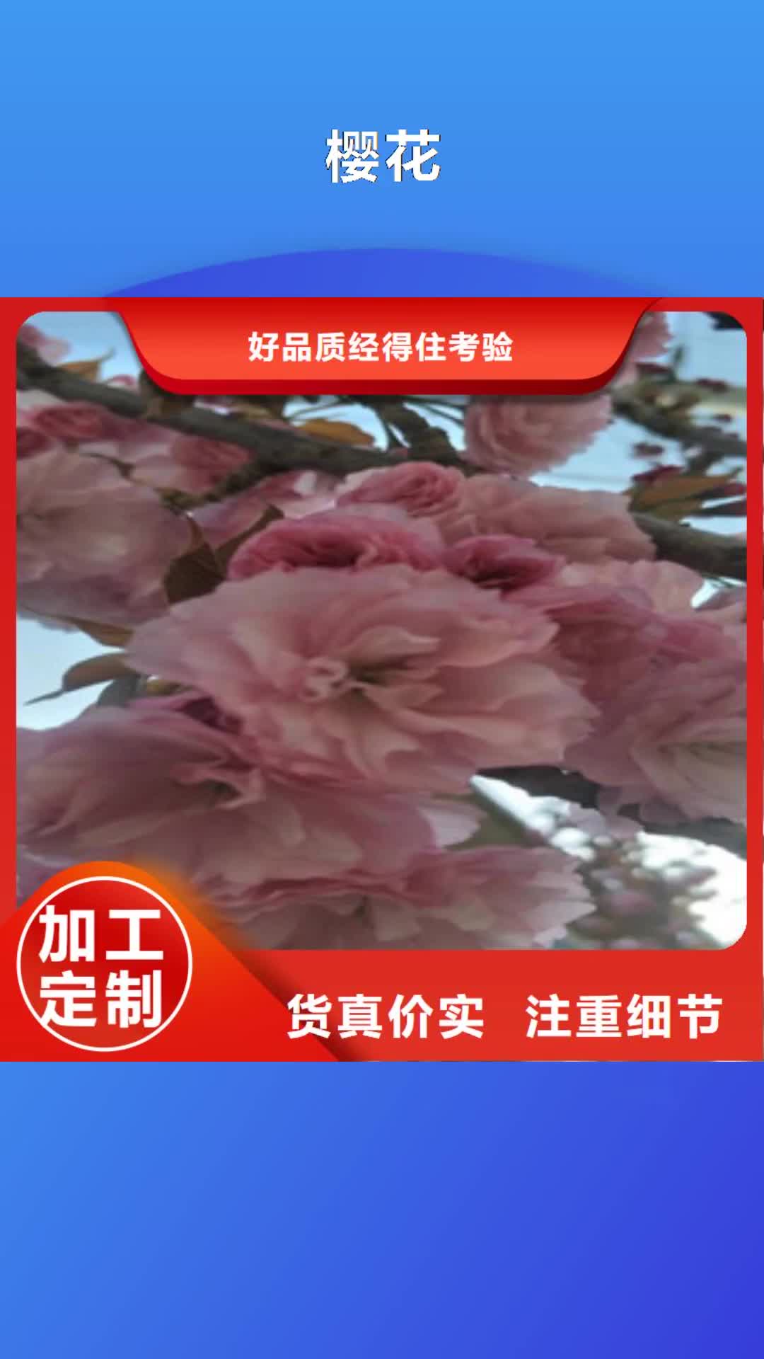 柳州【樱花】核桃苗 樱花苗 长果桑树苗厂家批发价