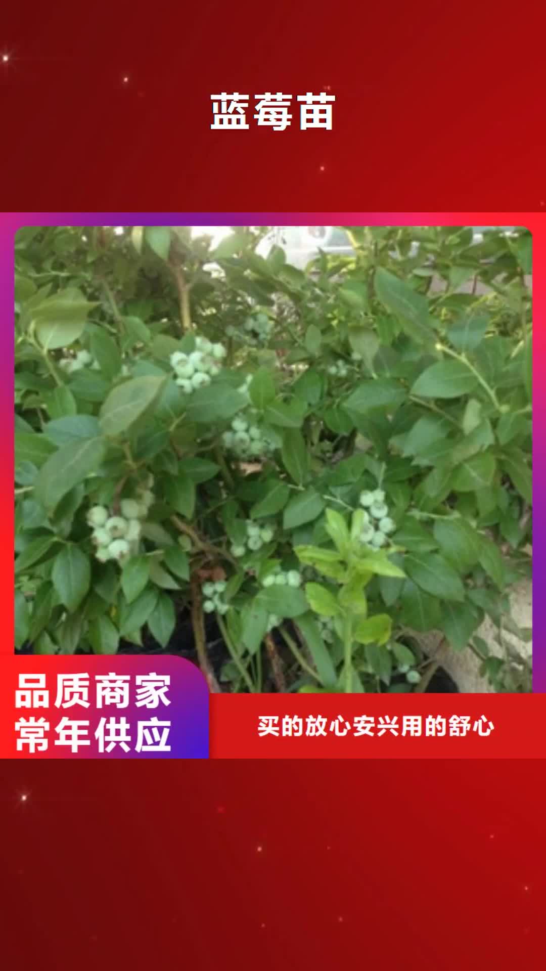 绍兴 蓝莓苗_【核桃苗 樱花苗 长果桑树苗】快捷物流