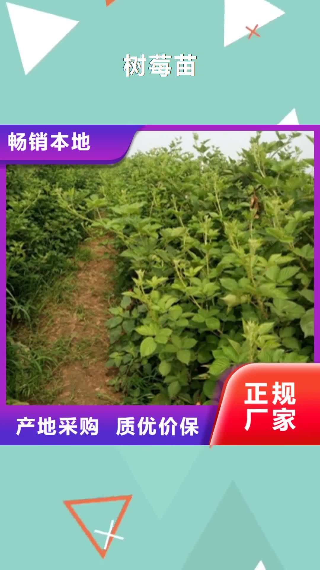 聊城 树莓苗【蓝莓苗】库存量大