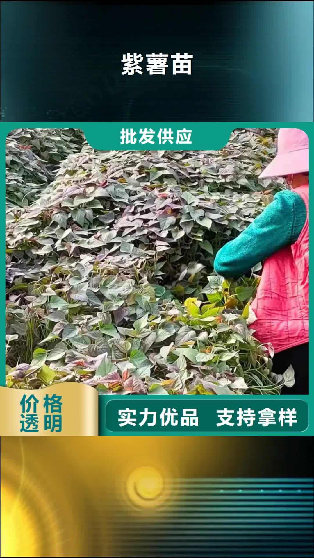 沈阳【紫薯苗】紫薯粉厂家放心得选择