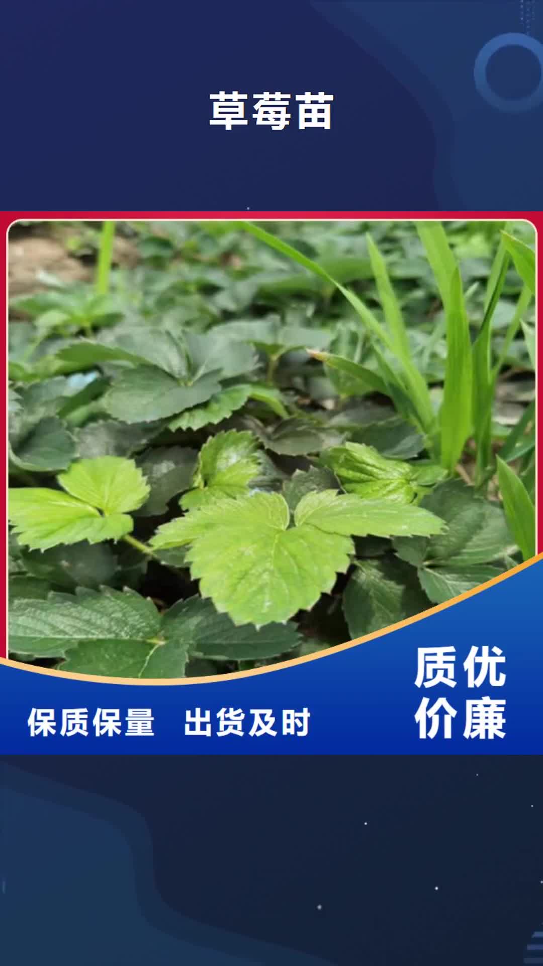 锦州 草莓苗【大棚草莓苗】设计合理