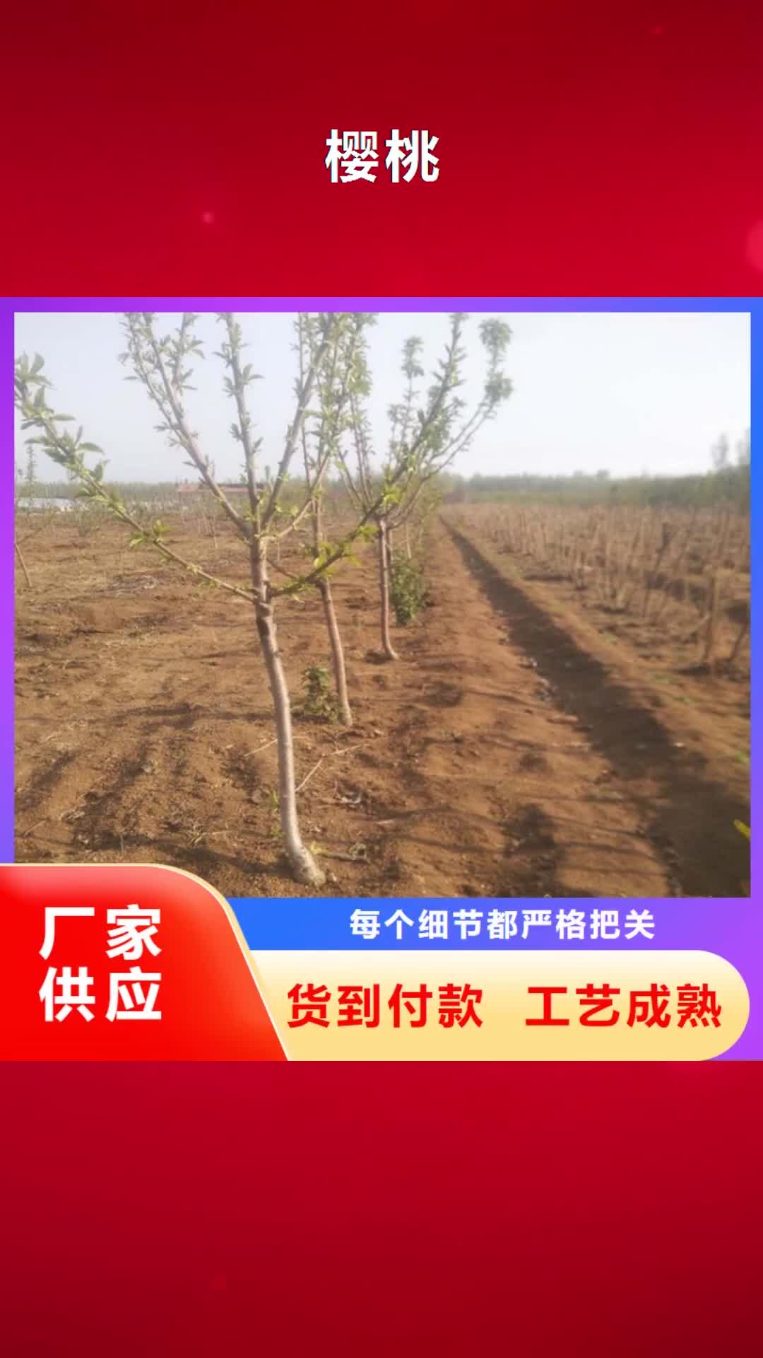 海东 樱桃-【无花果苗】省心又省钱