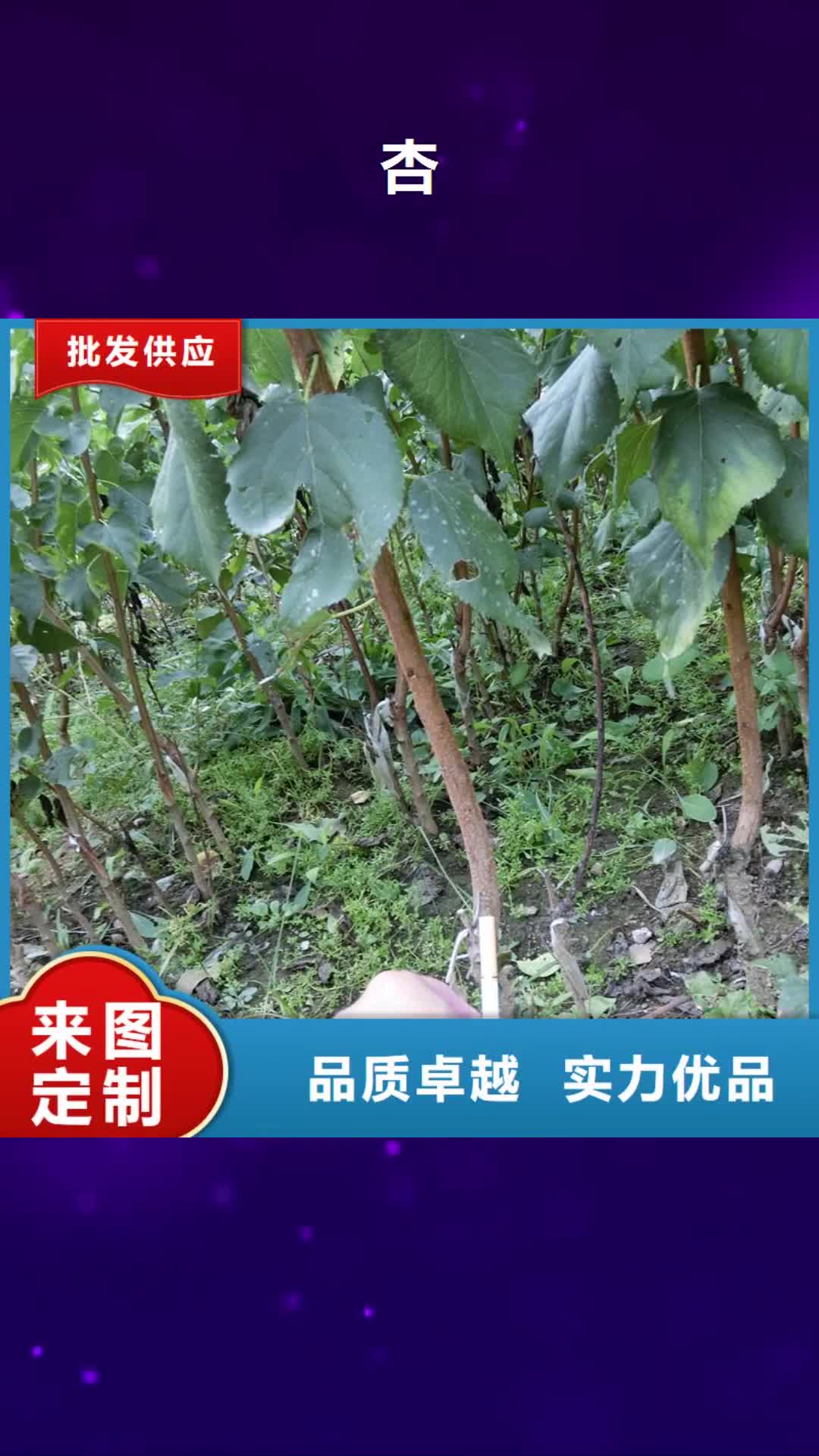 通化 杏_【梨树苗】现货齐全售后无忧