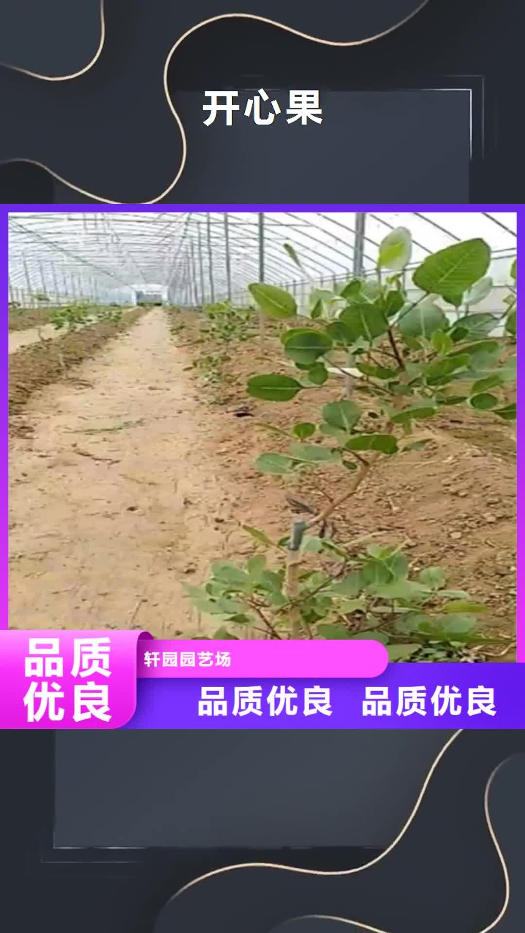 邯郸 开心果 【桃树苗】实力工厂