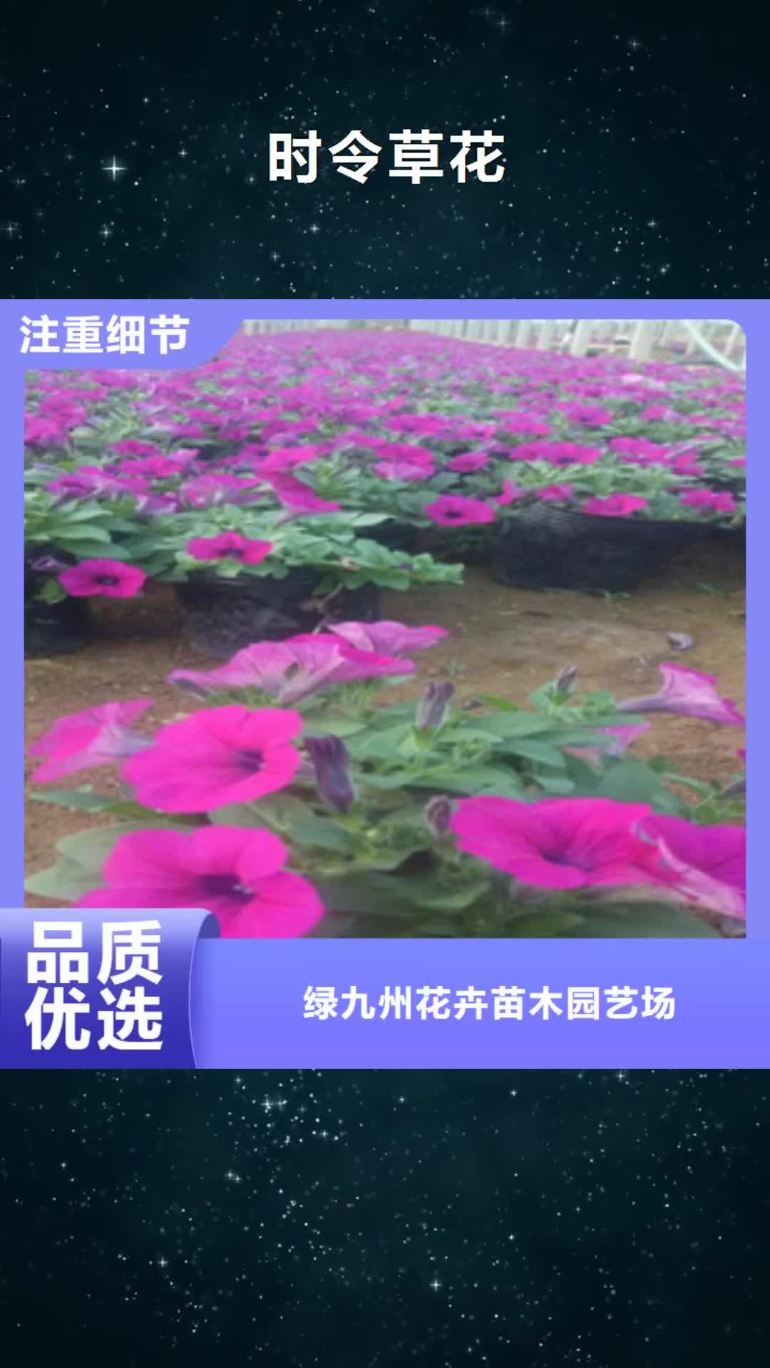 泸州【时令草花】_宿根花卉基地 每一处都是匠心制作