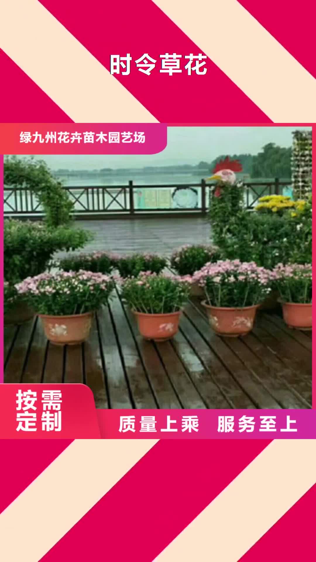 宝鸡【时令草花】 水生植物/荷花睡莲材质实在