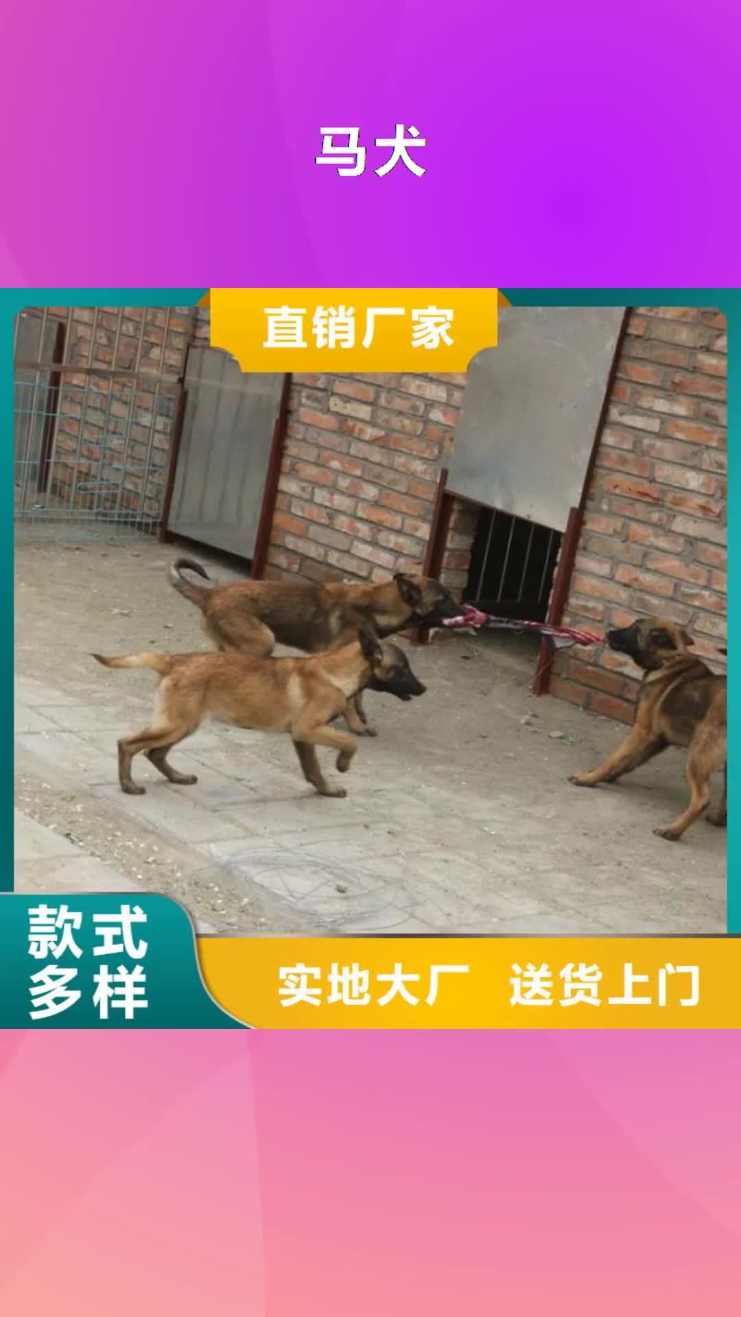 锦州 马犬 【卡斯罗犬】质量安全可靠