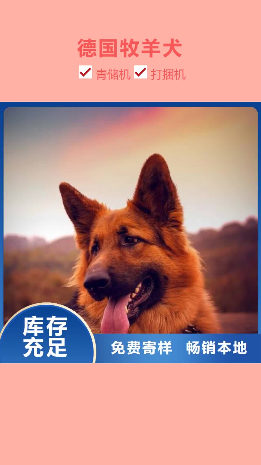 【张家口 德国牧羊犬,杜宾犬现货交易】